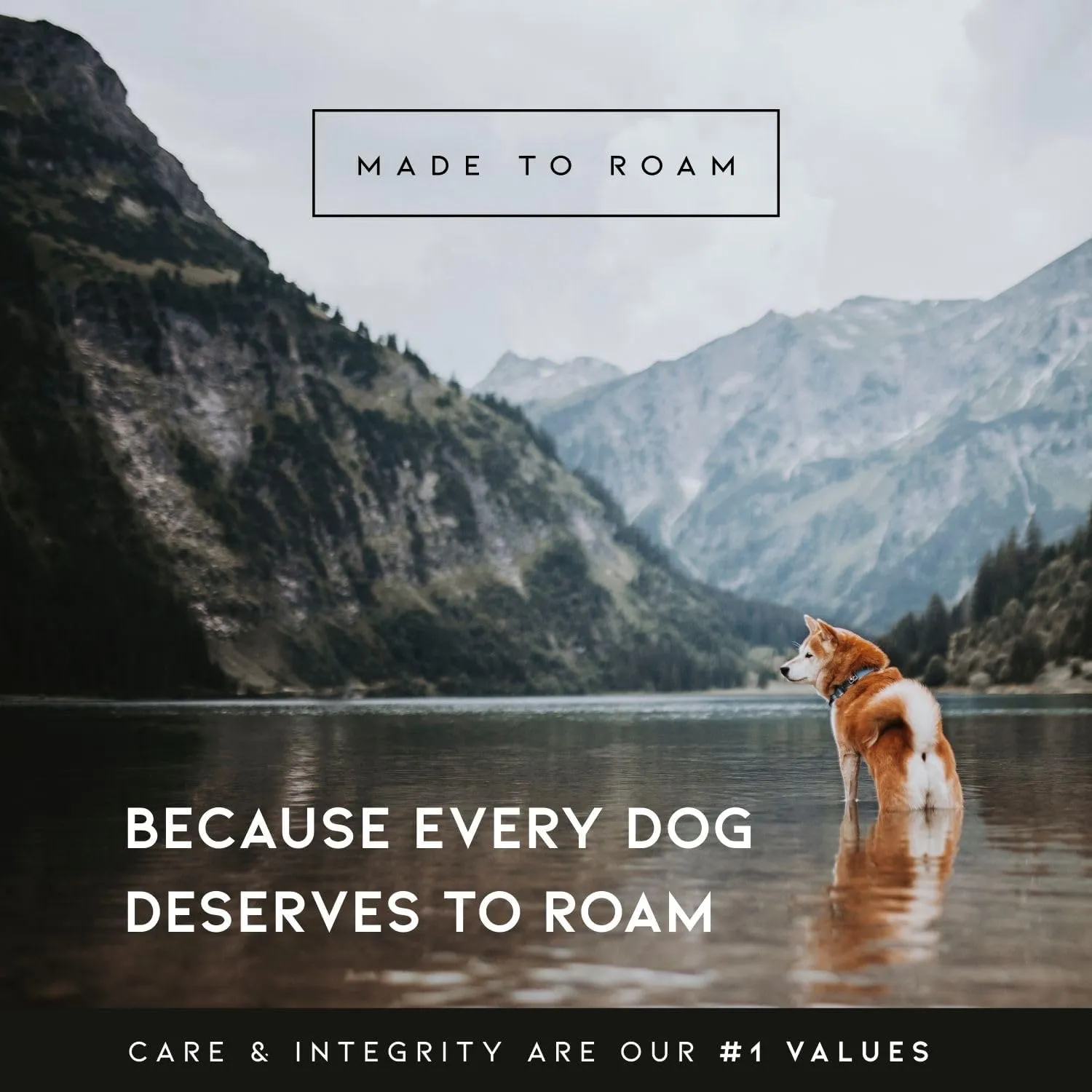 MADE TO ROAM Premium Explorer Leash - Climbing Rope Leash with Autolocking Aviation Aluminum Carabiner - New York Afterlight, 6ft